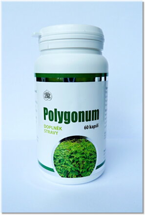 POLYGONUM